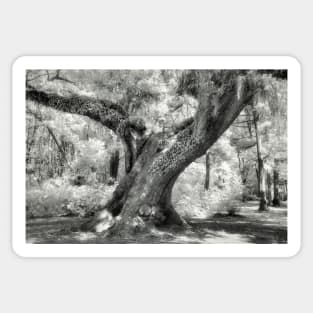 Oak in Infrared Sticker